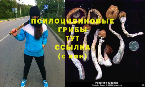 гашик Верея